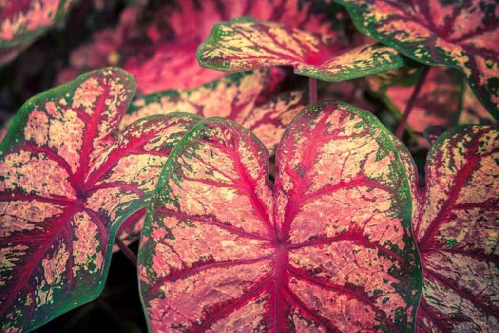 Plants With Purple Leaves