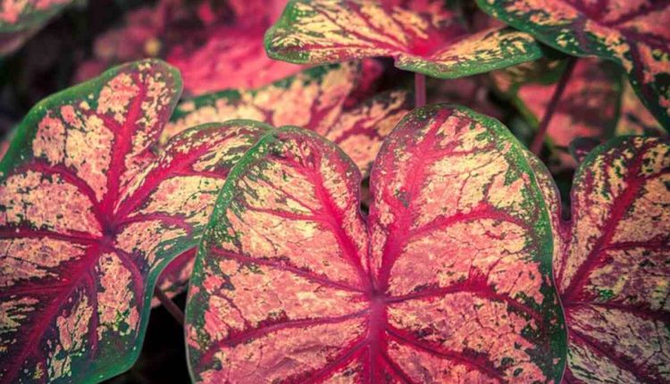 Plants With Purple Leaves