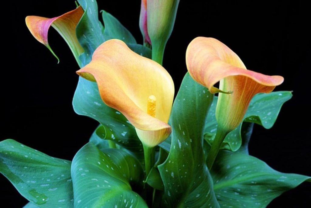 Sympathy Plants
