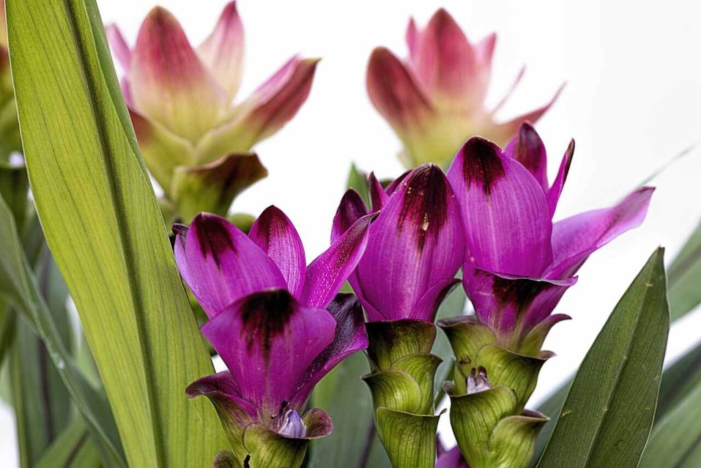 Do Black Orchid Flowers Exist in Nature?