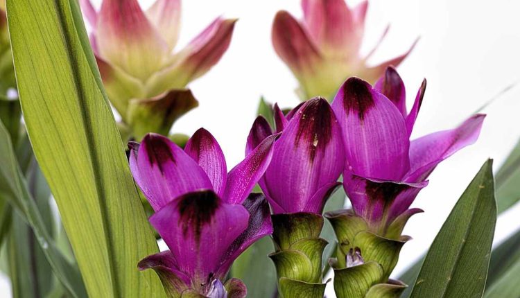 Do Black Orchid Flowers Exist in Nature?