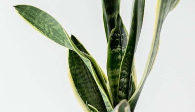 Snake Plant Varieties