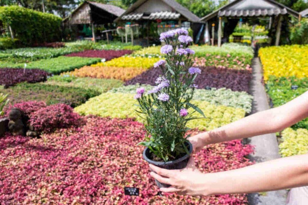 Find Garden Centres in Mayo