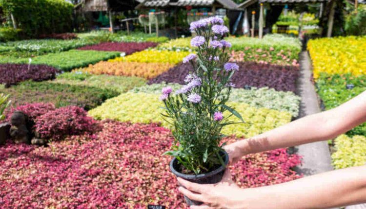 Find Garden Centres in Mayo