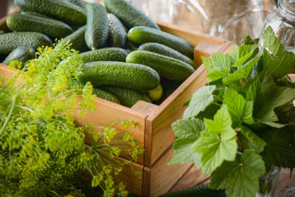 Garden Fresh Gourmet Recipes