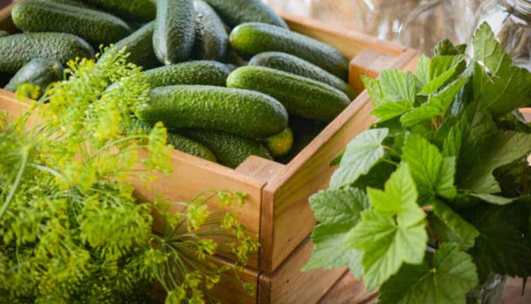 Garden Fresh Gourmet Recipes