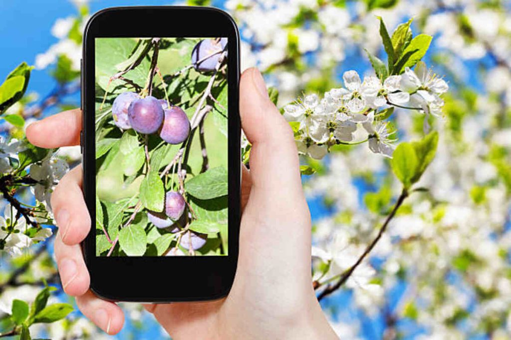 Plumtree App Alternatives