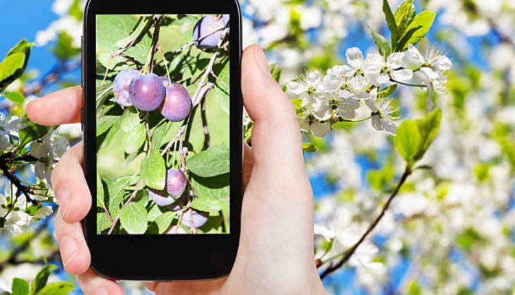 Plumtree App Alternatives