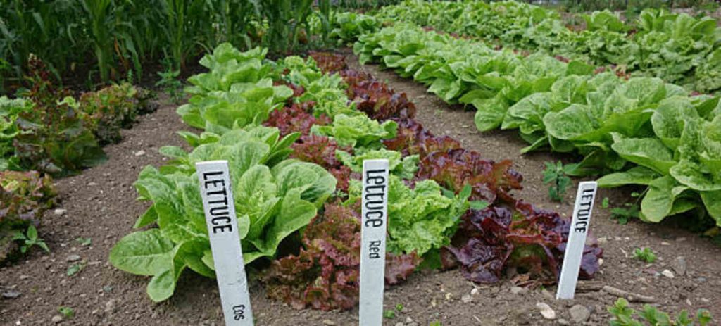 Garden Grades Are Important