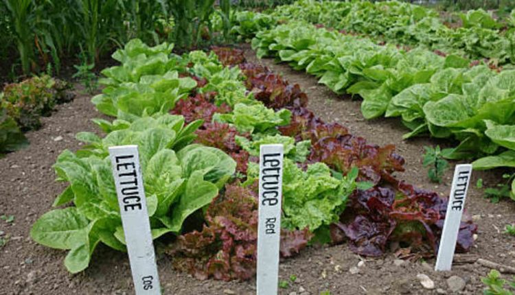 Garden Grades Are Important