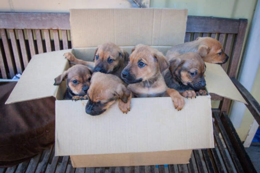 Adopting a Puppy Through Craigslist