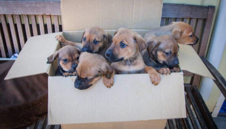 Adopting a Puppy Through Craigslist