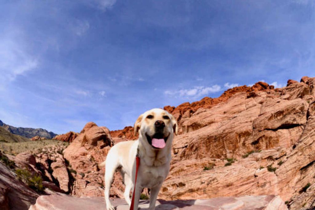 Las Vegas Pets Craigslist