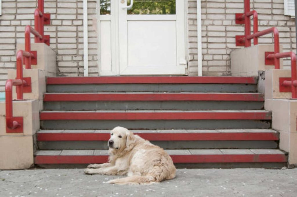 Lost Pets of the Hudson Valley