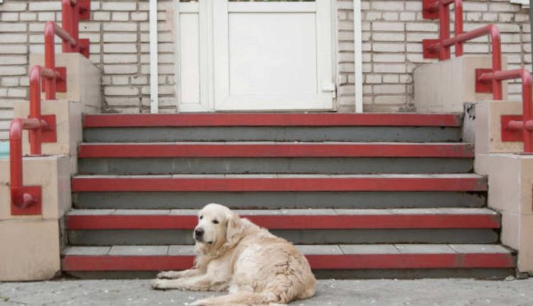 Lost Pets of the Hudson Valley