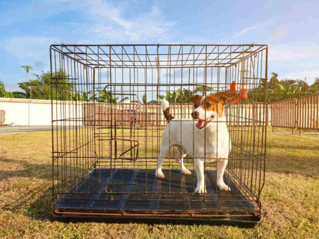 Lift Heavy Pet Dogs Safely and Easily
