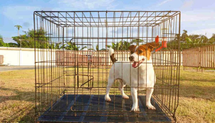 Lift Heavy Pet Dogs Safely and Easily