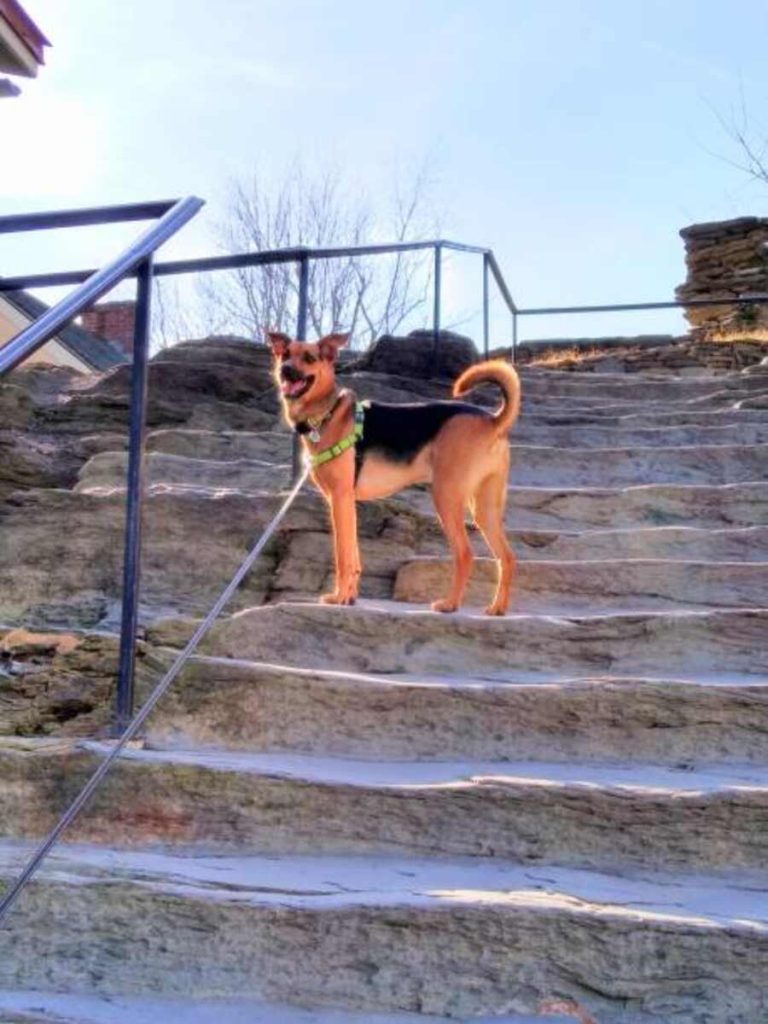 Use Craigslist WV Pets