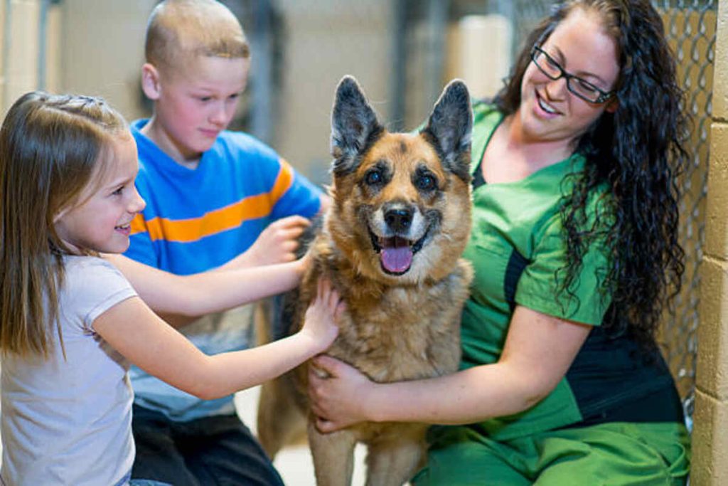 Adopt a Pet From an Animal Shelter