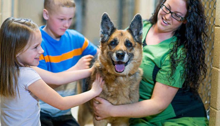 Adopt a Pet From an Animal Shelter