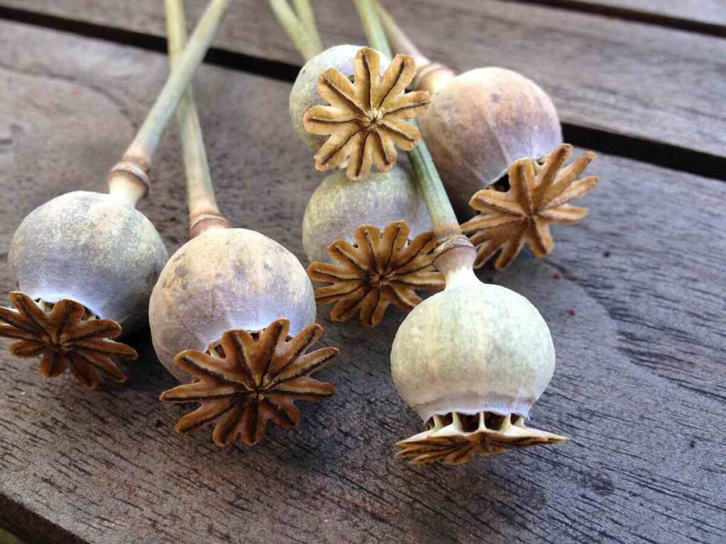 dried decorative bulbs