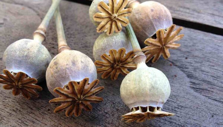 dried decorative bulbs