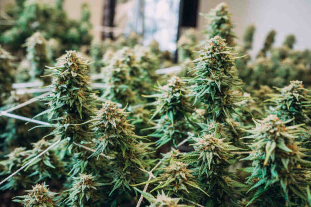 white cherry runtz strain