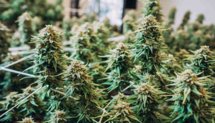 white cherry runtz strain
